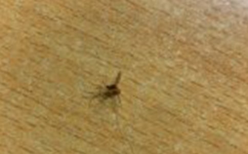 被蚊子咬了怎么办