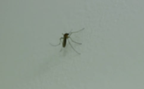 夏季防蚊子妙招