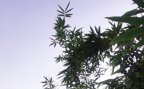 唯美午安寄语(精选70句)