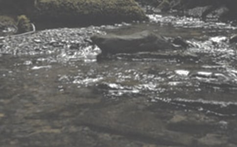 《小溪流的歌》教学反思