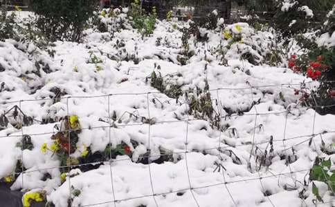 下雪天开车技巧自动挡