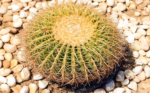 仙人掌怎么养才能开花