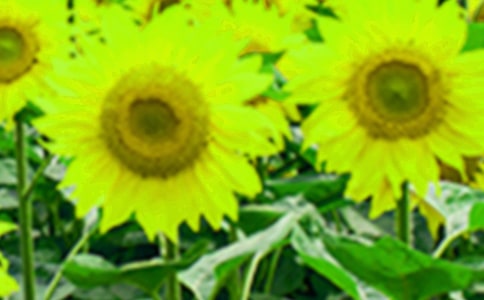 ��ңԶ�����տ��ء������