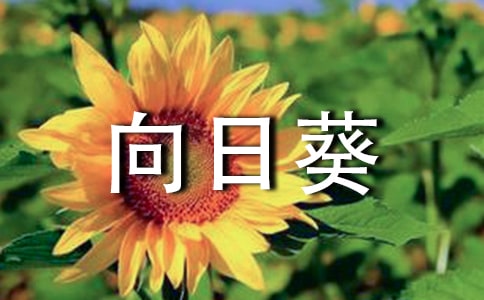 矮向日葵什么时候开花