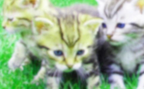 幼儿卷纸筒立体小猫制作方法