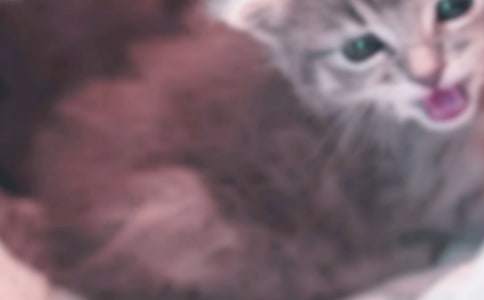 小猫杜威读后感(通用8篇)