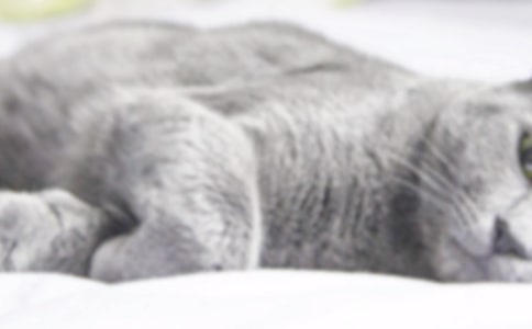 小猫杜威读后感2篇