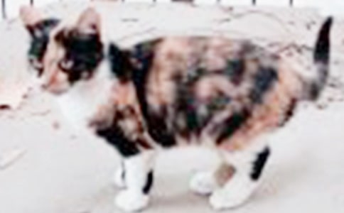 《一只躲雨的丑小猫》读后感14篇