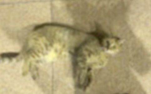 大班语言教案:找小猫