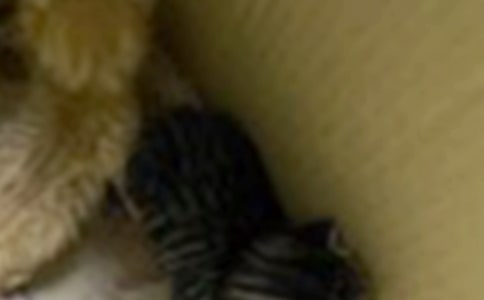 大猫小猫教案(通用22篇)