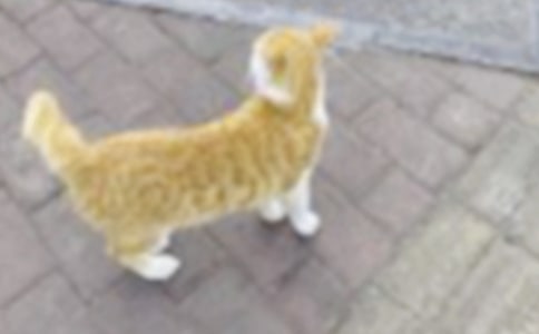 一只躲雨的丑小猫读后感(通用25篇)
