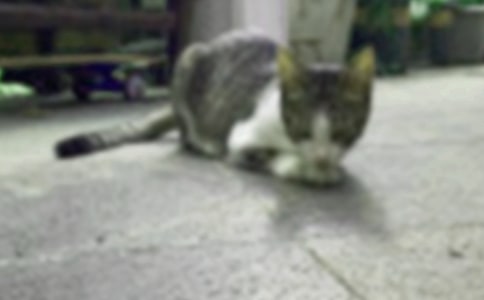 小猫杜威读后感3篇