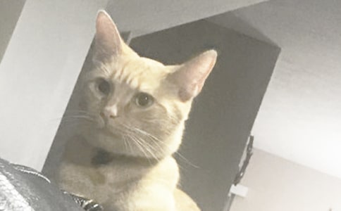 小猫简笔画步骤