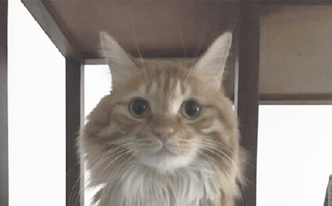 ��èСèС��̰�