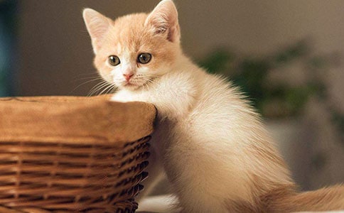 小班语言教案《小猫在哪里》