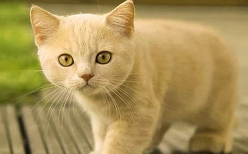 大班语言小猫的故事教案