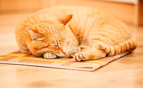 可爱小猫的简笔画步骤