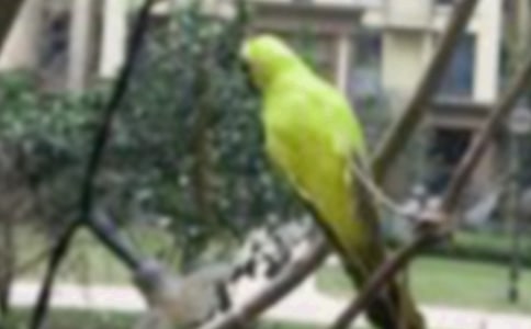 安卓版小鸟爆破Birzzle游戏详细攻略