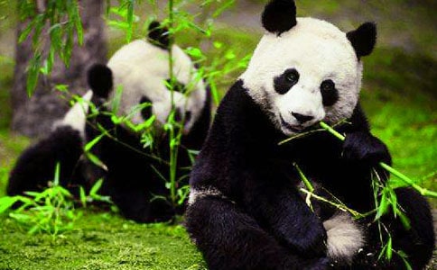 小班美术教案熊猫吹泡泡