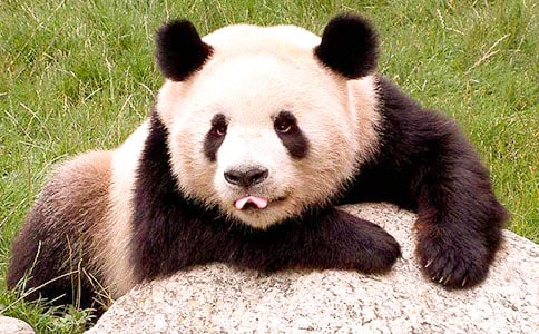 熊猫的生活习性有哪些