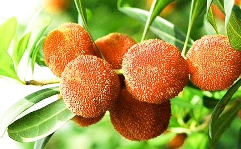 杨梅酒可以放蜂蜜吗