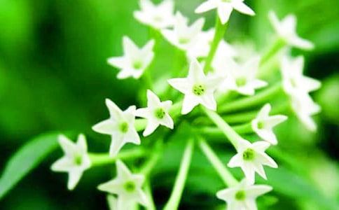 夜来香是什么时候开花
