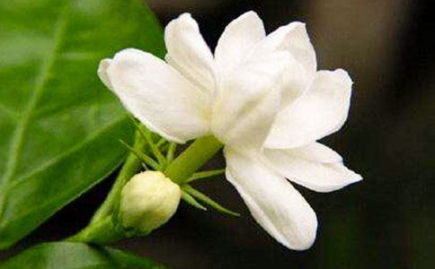 夜来香花在什么时候开花