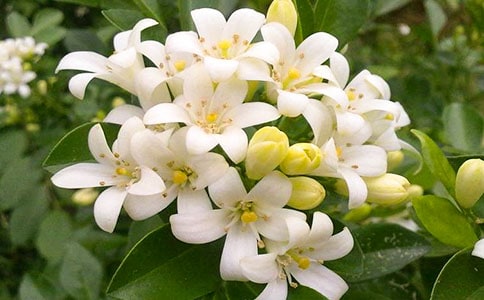 夜来香是什么时候开花的