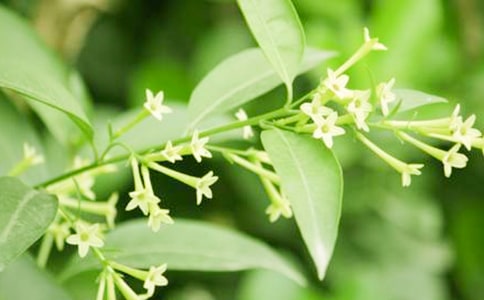 夜来香在什么时候开花