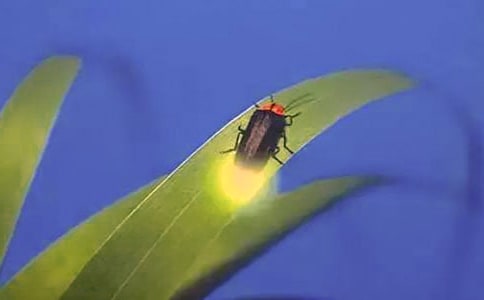 《萤火虫》大班教案