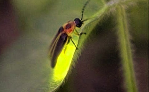 读《萤火虫小巷》有感