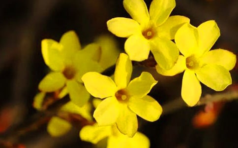 迎春花什么时候开花