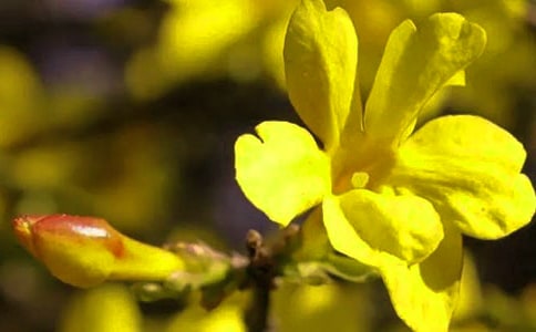 小班迎春花教案(范例15篇)