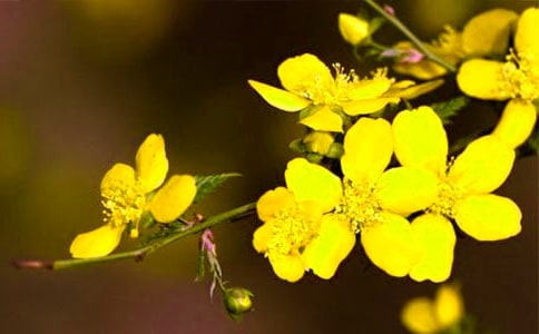 迎春花的开花时间