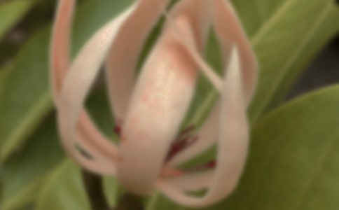 形容白玉兰花的优美句子