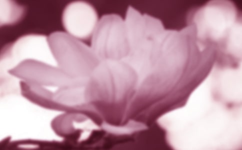 关于玉兰花的句子