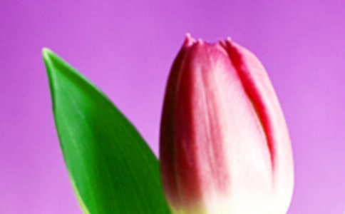 白色郁金香花语是什么