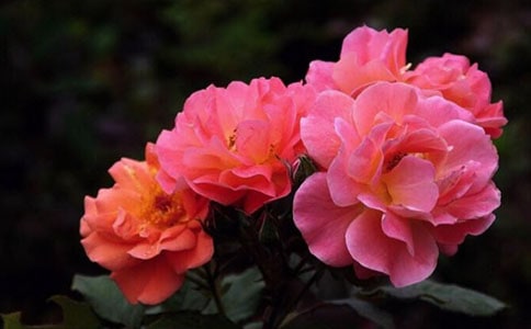 月季什么时候开花季节