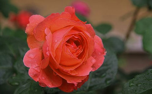 丰花月季什么时候开花