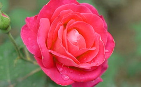 冬季月季花的养护管理技巧