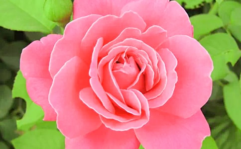 月季花的冬季养护技巧