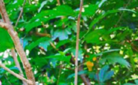 ����ů���簲����195�侫ѡ