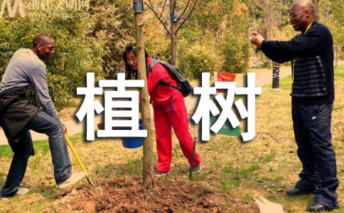 植树环保活动总结