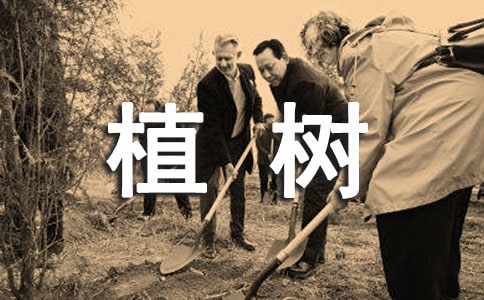 大班社会教案:植树有办法教案及教学反思