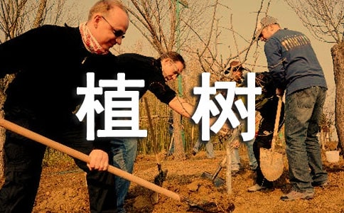 植树问题教案