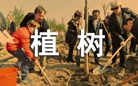 《走,我们去植树》优秀