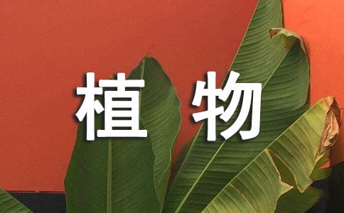 ��ֲͯ�����ʻ�