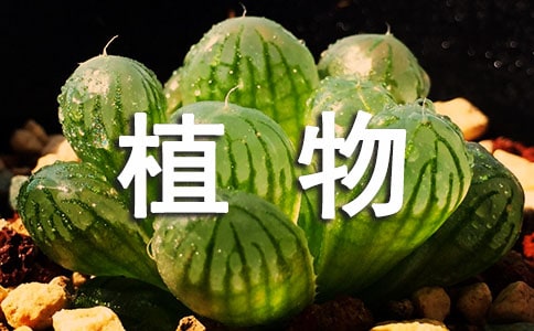 【精华】二年级上册《植物妈妈有办法》教案4篇