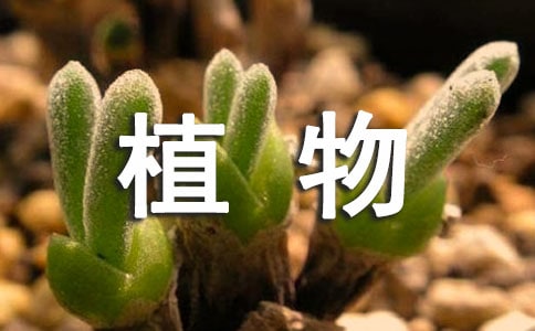 《植物的“五官”》初中说明文阅读题及答案