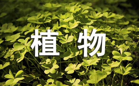 植物祛斑小妙招推荐